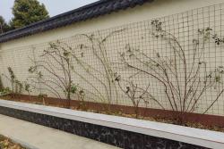 养藤本月季一定要下狠手