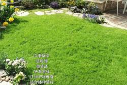 江浙沪地区草坪品种如何来选择
