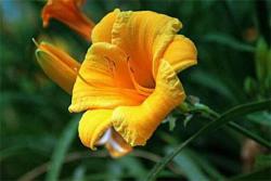 忘忧草代表什么意思