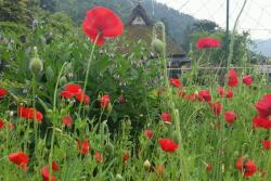 虞美人和罂粟花有什么区别