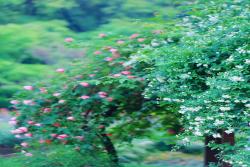 常州紫荆公园月季开爆了