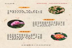 月季花有什么功效和作用