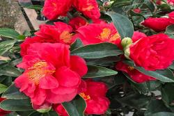 温州市的市花是什么花