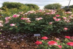 花园里种植月季，密度如何来控制？