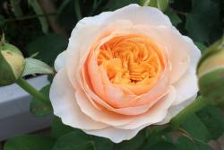 朱丽叶月季有什么优点