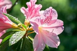 杜鹃花的花语和象征意义