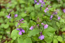 二月兰名字的由来