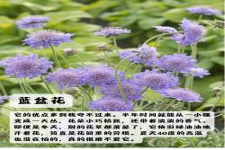 上海地区适合种什么绿化草花