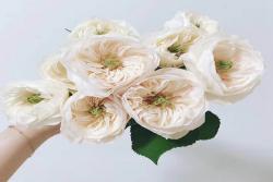 月季出现绿鼻毛是什么原因