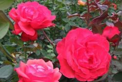 月季绯扇和粉扇有什么区别