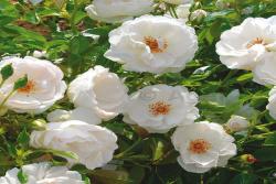 多米尼克·洛伊索 Dominique Loiseau