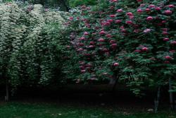 常州紫荆公园月季开爆了