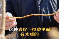 水分多少对于月季耐寒性有影响吗？