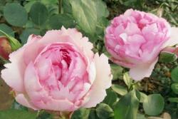 月季伊芙繁华都市的优缺点