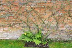 藤本月季的修剪和牵引详细攻略