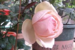 月季蒙娜丽莎优缺点解析