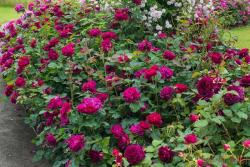 不打药、零保护，还能香翻北方！北方网友收藏