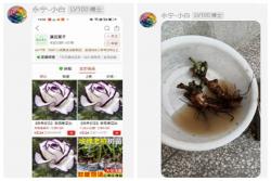 月季老桩苗千万千万不要买！！！