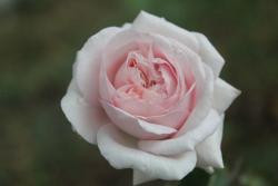 月季伊芙芳香喷泉的优缺点