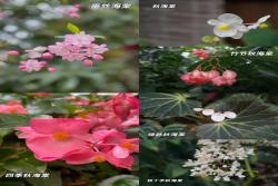 秋海棠和海棠的区别详解