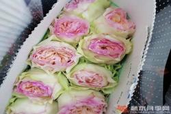蝴蝶公主月季怎么样