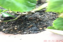 月季可以用草木灰吗？