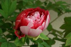 牡丹花几点开花