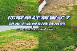 草坪常见病害及用药防治方法