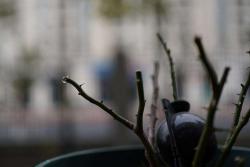 月季修剪伤流了怎么办