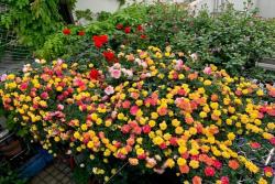 2026年新手最值得入手的藤本月季推荐