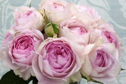 月季伊芙克莱尔优缺点分析