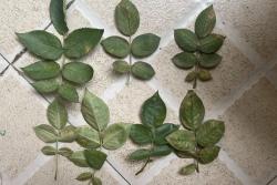 月季红蜘蛛它有什么特点(全面防治攻略)