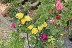 适合月季移栽的最佳时间