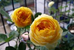 什么是月季芽变和返祖