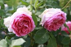 浓香的藤本月季品种推荐