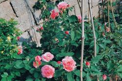 月季绯扇和粉扇有什么区别