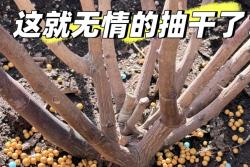 盆栽月季为什么入春后会死亡