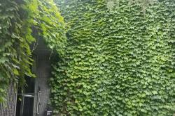 爬山虎有毒吗