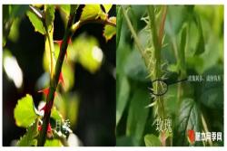 月季花与玫瑰花的区别