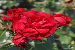 皇家红 Royal Red