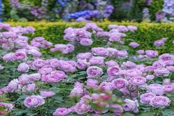 蓝色风暴月季它的开花性怎么样？