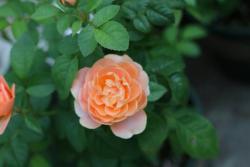 最受欢迎的微型月季品种是哪个？