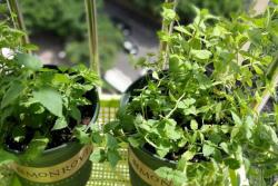 薄荷种子的种植时间和种植方法