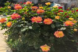 爱与和平/东方和平 Love & Peace