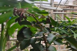 月季强笋为什么会蔫