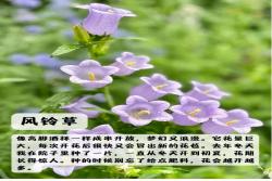 上海地区适合种什么绿化草花