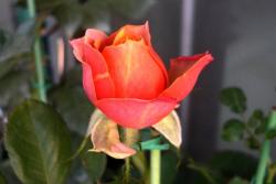 月季芒果浪漫的优缺点