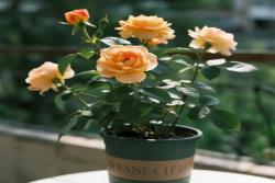 新手月季容易养死的几个坑