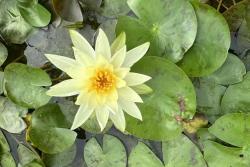 莲花几月份开放