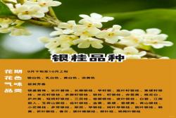 十大名贵桂花品种排行榜